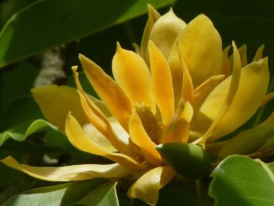 Greenery Nursery Golden Champa Plant(Hybrid, Pack of 1)