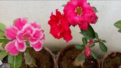 BALUBITA Adenium Plant(Hybrid, Pack of 1)