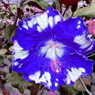 FasonGreen Hibiscus Plant(Hybrid, Pack of 1)
