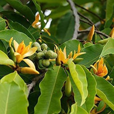Aquinnah Golden Champa Plant(Hybrid, Pack of 1)