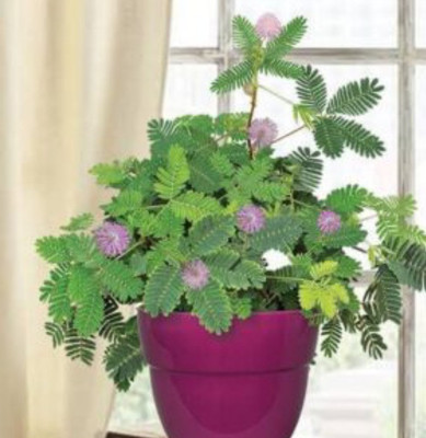 Aquinnah Shami/Jand Plant(Hybrid, Pack of 1)