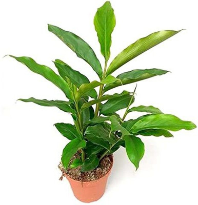CYBEXIS NDIR-17 - Green Cardamom Elaichi Tree - (180 Seeds) Seed(180 per packet)