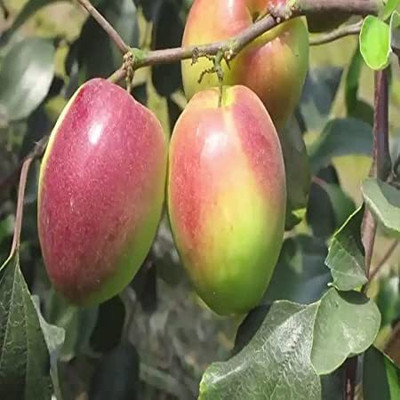 My Dream Nursery Ber Apple Plant(Hybrid, Pack of 1)