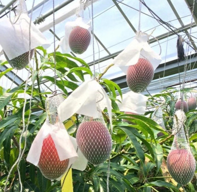 Cloud Farm Mango Plant(Hybrid, Pack of 1)