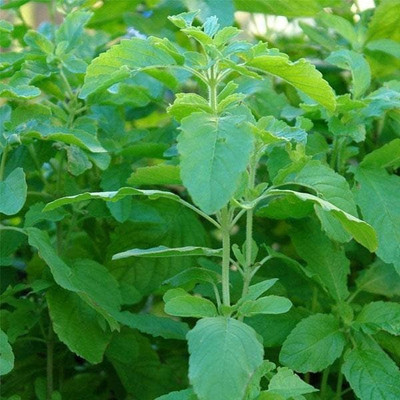 Seedsqlty Krishna tulsi seeds for planting Seed(10 per packet)
