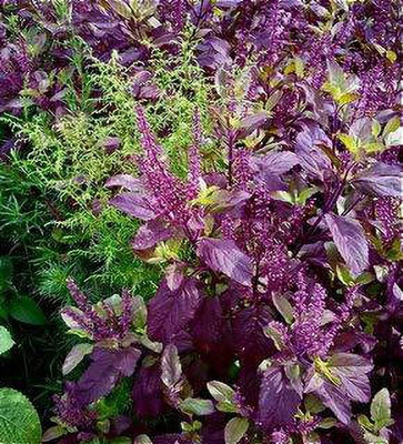 Aywal Krishna Tulsi Seed(15 per packet)