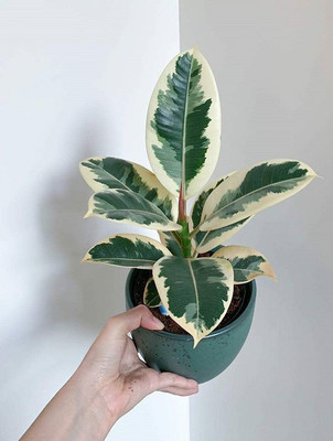 PlantQuipo Rubber Tree(Hybrid, Pack of 1)