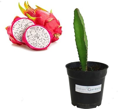 KUNUBON Dragon Tree(Hybrid, Pack of 1)