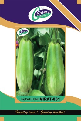 CALYXSEEDS : VIRAT-831, F1 HYBRID EGG PLANT, HYBRID BRINJAL, HYBRID BAINGAN Seed(10 g)