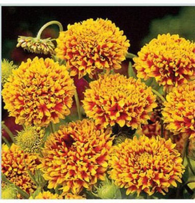 Mozette Gallardia Flower Seed(37 per packet)