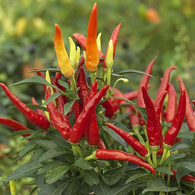 Beej Wala Sadabahar Chilli/mirch Seeds -100 Seeds Seed(1 per packet)