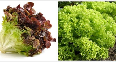 Gromax India Fresh Green Lettuce & Red Lettuce Vegetable Seed, For Home Garden Pkt Of 40 Each Seed(40 per packet)