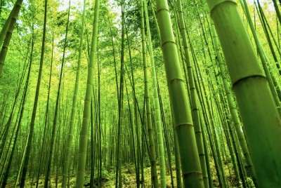 classic green earth Bamboo Seeds Seed (50 per packet) Seed(50 per packet)