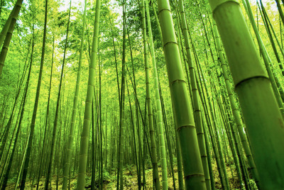 classic green earth Bamboo Seeds Seed (50 per packet) Seed(50 per packet)