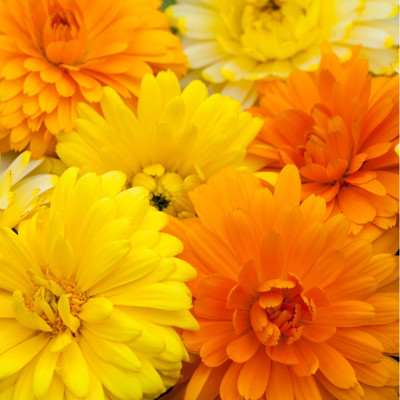 XOLDA Calendula mix Seed(82 per packet)