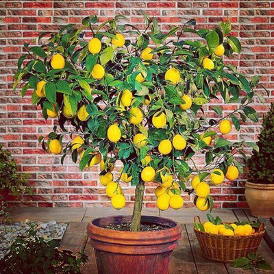 classic green earth LEMON / NIMBU SEEDS FOR FARMING & GARDENING & BONSAI ( 20 SEEDS ) Seed(20 per packet)
