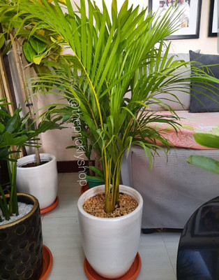 My Dream Nursery Areca Palm(Hybrid, Pack of 1)