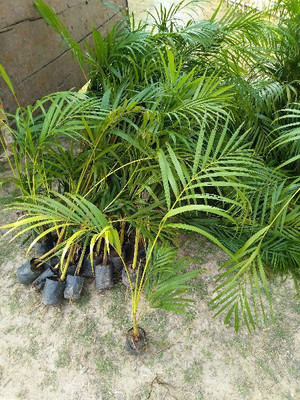 P N C Areca Plam(Hybrid, Pack of 1)