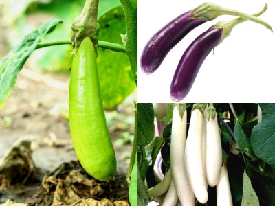 Gromax India High Germination 3 Variety Brinjal Vegetable Seed, For Home Garden Pack Of 40 Each Seed(40 per packet)