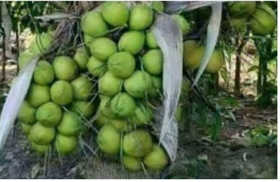 SeedStore Rare hybrid high yield Kera Sankara Dwarf D&T Coconut Seed(1 per packet)