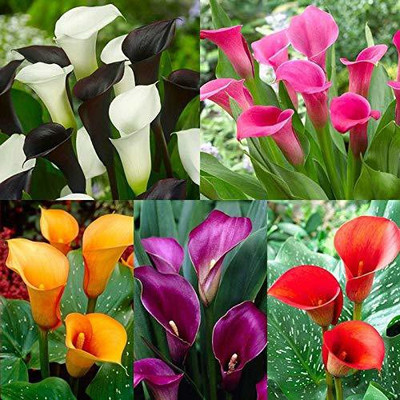 Audbhidhi Zantedeschia/Calla Lily (Mixed) Imported Flower Bulbs Seed(20 per packet)