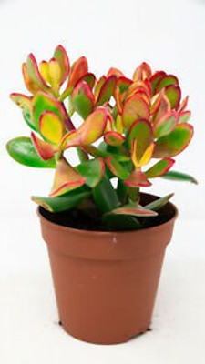 Cloud Farm Jade Plant(Hybrid, Pack of 1)