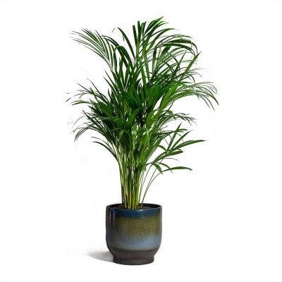 My Dream Nursery Areca Plam(Hybrid, Pack of 1)