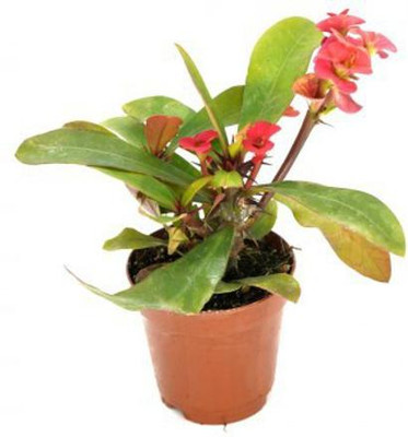 Cloud Farm Euphorbia Plant(Hybrid, Pack of 1)