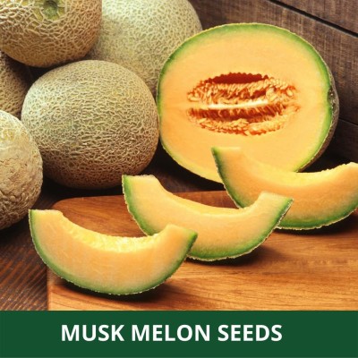 Decon Muskmelon Seed(70 per packet)