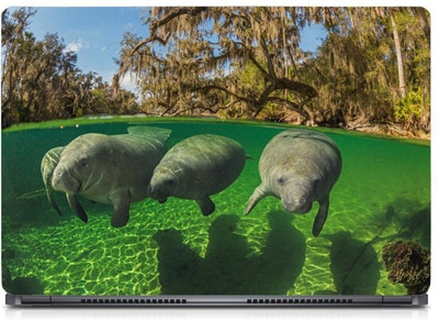 i-Birds Aqualife & Reptiles Exclusive High Quality Laptop Decal, laptop skin sticker 15.6 inch (15 x 10) Inch iB_skin_0528new High Quality HD Printed Vinyl Laptop Skin Compatible for 15.6 inch(Theme: Graffiti)