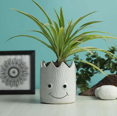 OriginalCeramics Plant Container Set(Ceramic)