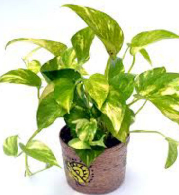 Heaven Of Saplings Money Plant(Hybrid, Pack of 1)