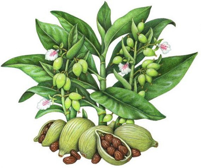 FURYHUB Elaichi/Cardamom Plant(Hybrid, Pack of 1)