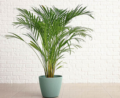 Ukanda Areca Palm(Hybrid, Pack of 1)