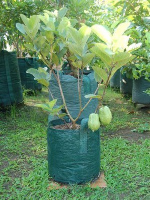 EliteGreen Guava Plant(Hybrid, Pack of 1)