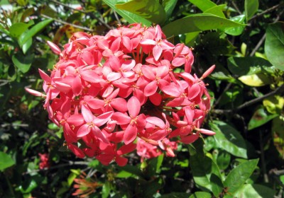 EliteGreen Ixora Mini Red Flowering Plant(Hybrid, Pack of 1)