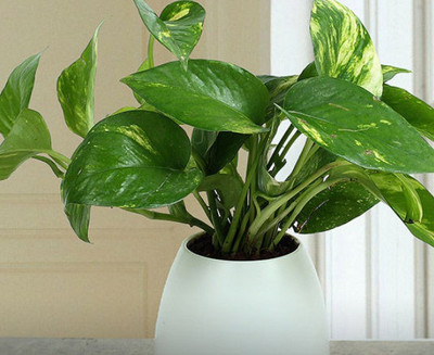 Heaven Of Saplings Money Plant(Hybrid, Pack of 1)