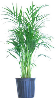 Ukanda Areca Plam(Hybrid, Pack of 1)