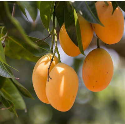 Aquinnah Graden Mango Plant(Hybrid, Pack of 1)