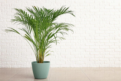 GreenyOn Areca Palm(Hybrid, Pack of 1)