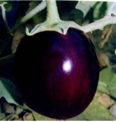 CYBEXIS XLR-23 - BRINJAL ROUND/ GOOL BAINGAN - (150 Seeds) Seed(150 per packet)