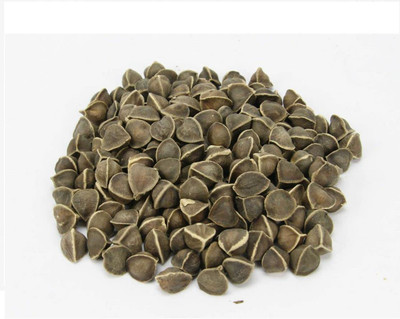 TRICONE Drumstick Seed(20 per packet)