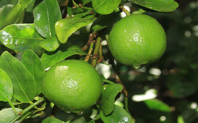 EliteGreen Sweet Lemon Plant(Hybrid, Pack of 1)