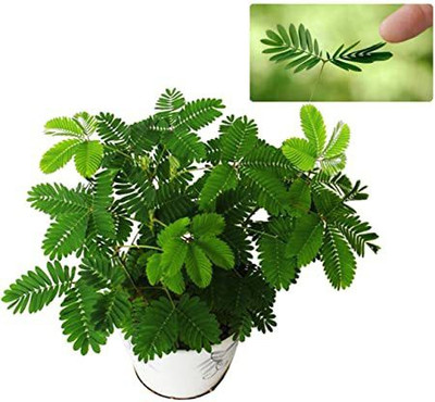 JAZEERA Shy Plant(Hybrid, Pack of 1)