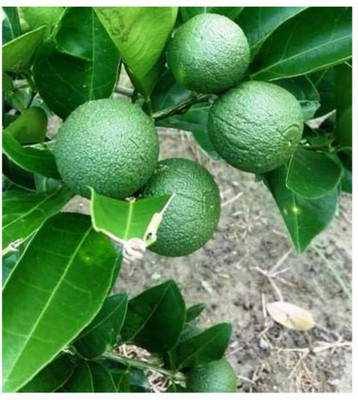 EliteGreen Sweet Lemon Plant(Hybrid, Pack of 1)