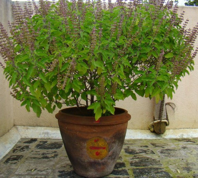AquinnahGaden Tulsi Plant(Hybrid, Pack of 1)
