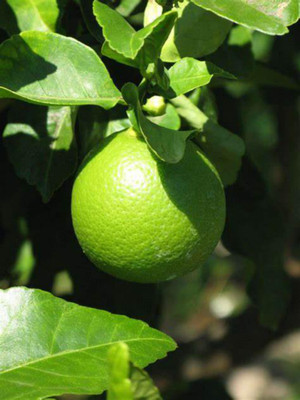 EliteGreen Sweet Lemon Plant(Hybrid, Pack of 1)