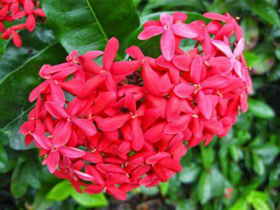 EliteGreen Ixora Mini Pink Flowering Plant(Hybrid, Pack of 1)