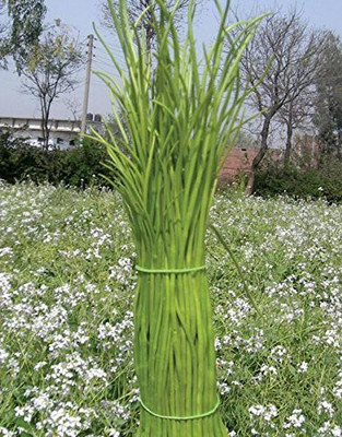 KANAYA Fresh Green Beans Singra Seed(450 per packet)