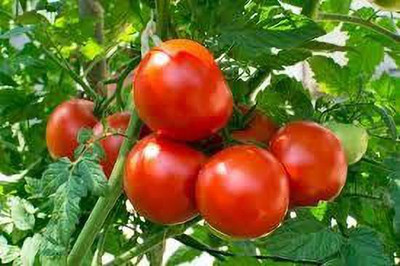 dpays Tomato Seed(80 per packet)